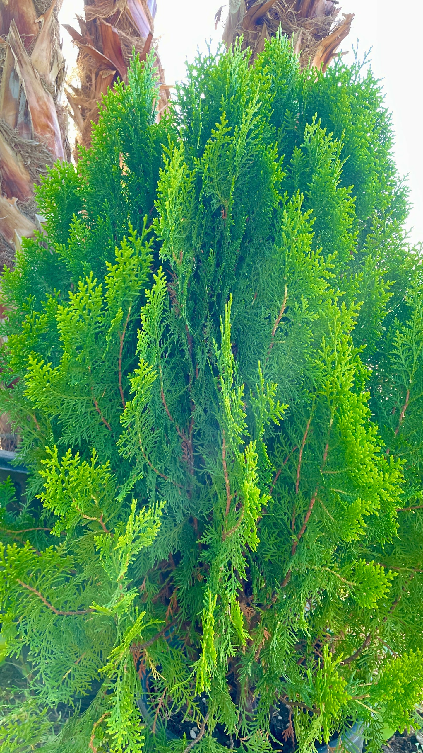 Thuja Orientalis Nana v30 cm