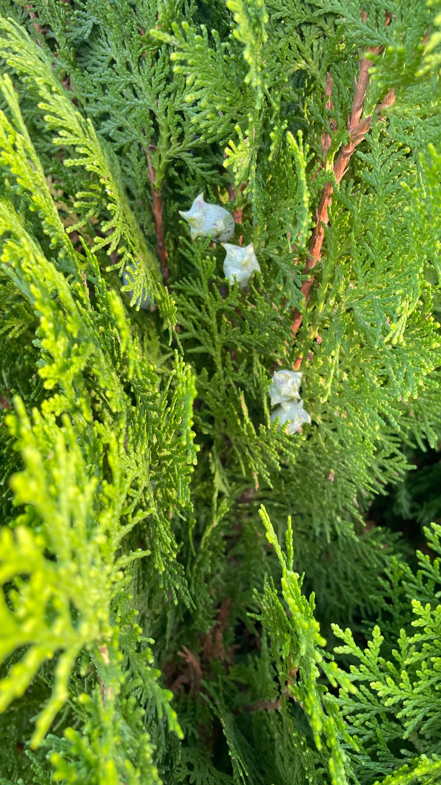Thuja Orientalis Nana v30 cm