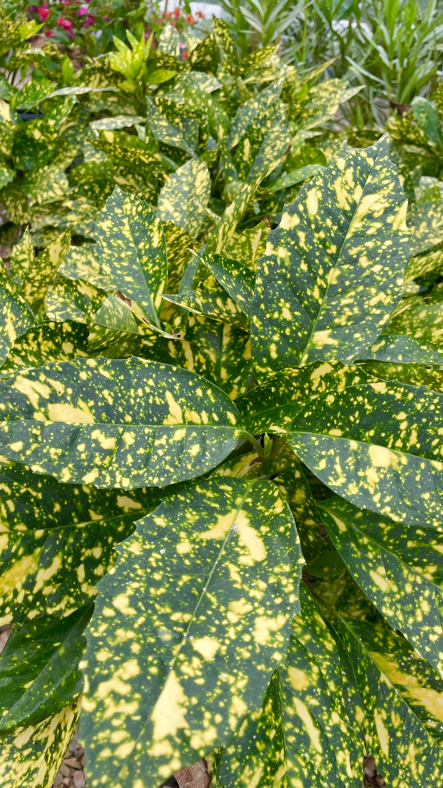 Aucuba Japonica v20