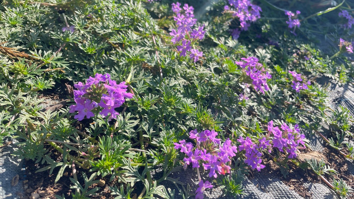 Verbena strisciante-soluzione prato