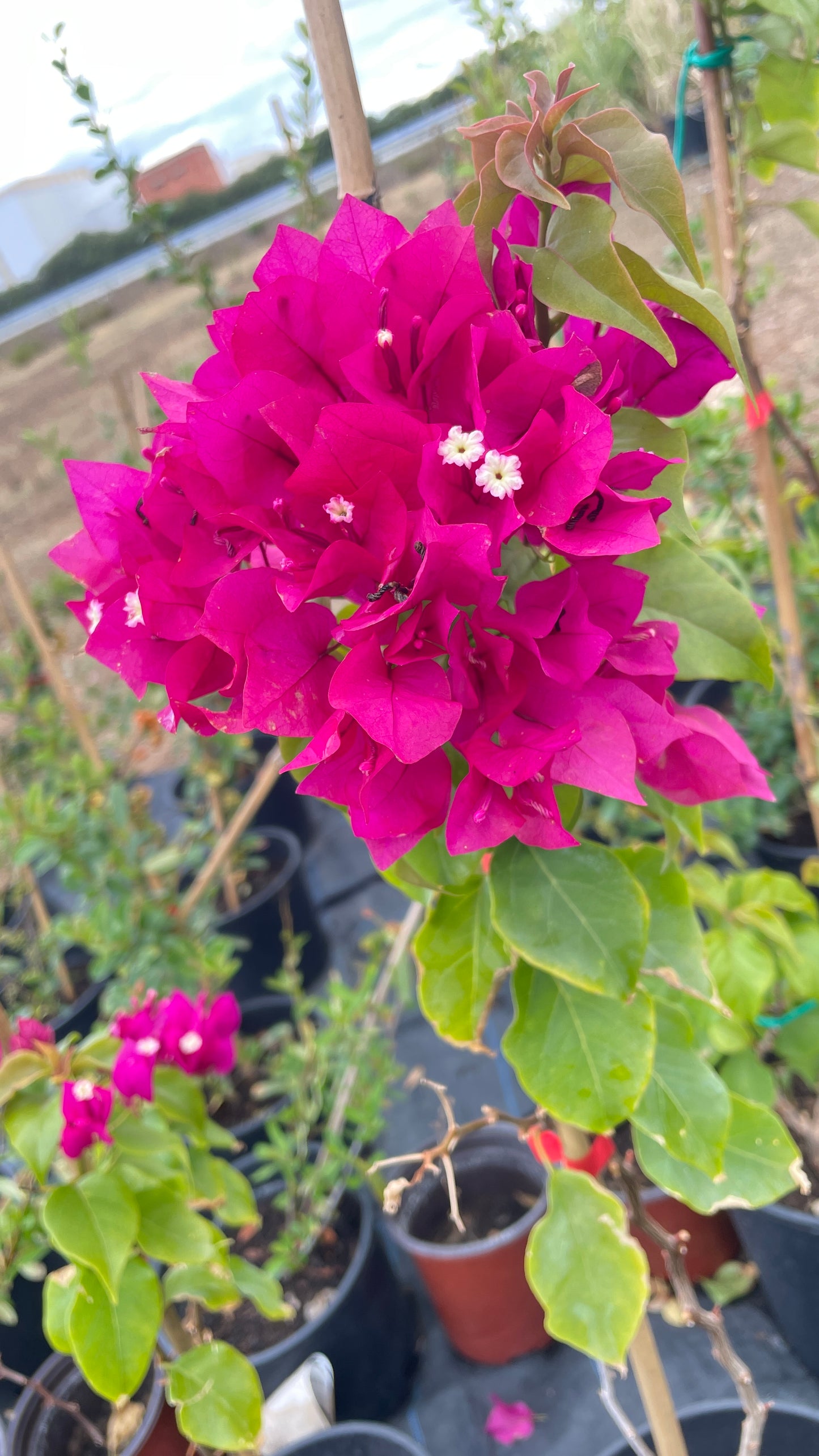 Bougainvillea sanderiana v 20 cm