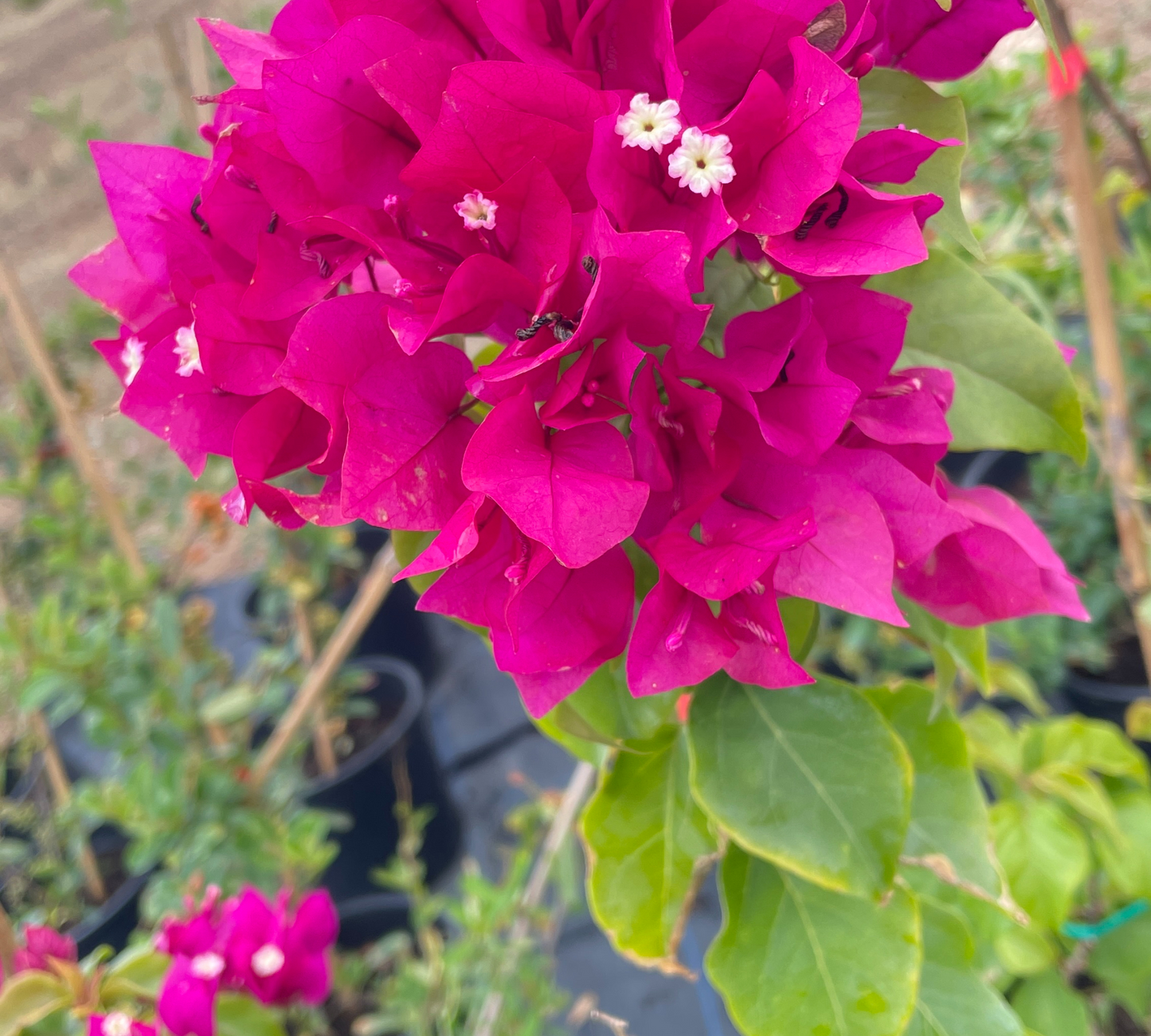 Bougainvillea sanderiana v 20 cm