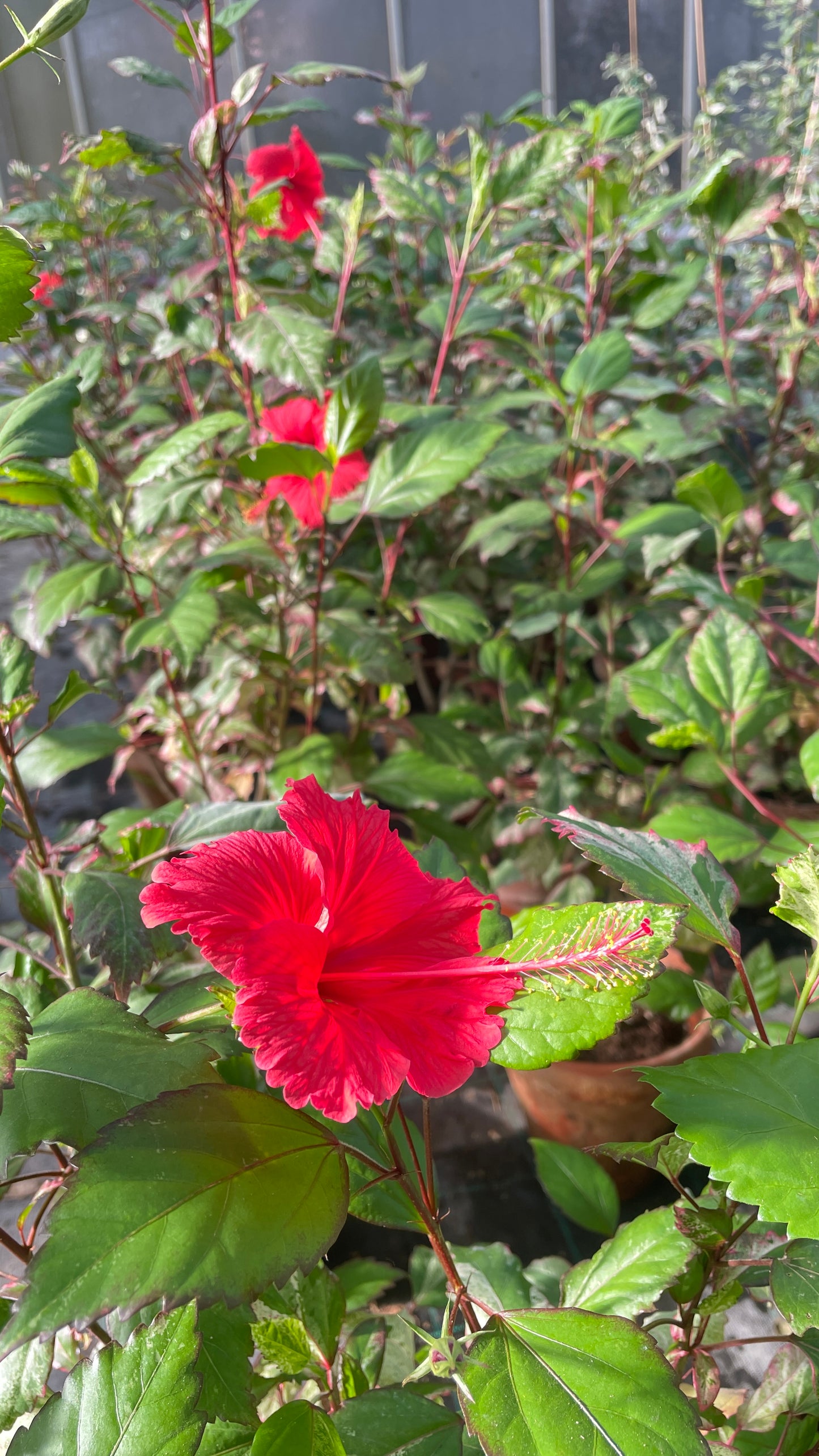 Hibiscus icterino