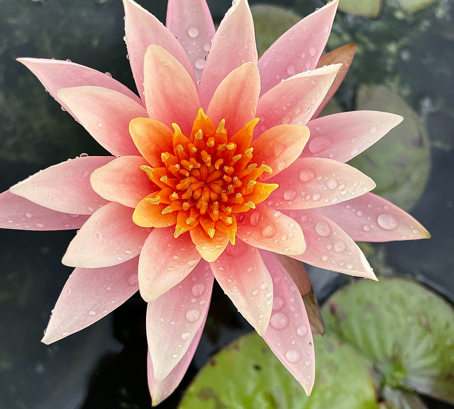 Nymphaea Colorado Media Grande - in produzione