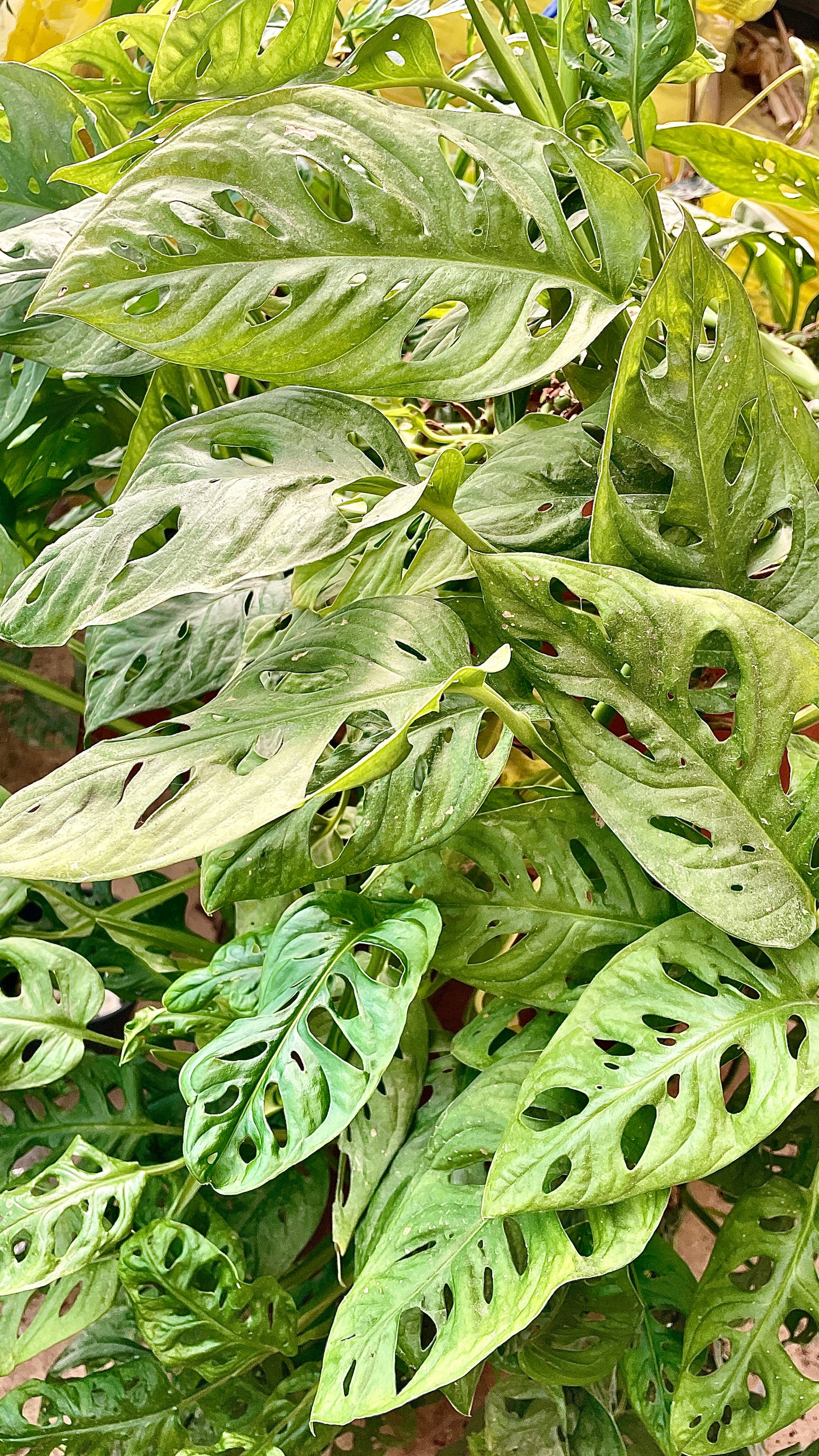 Monstera Adansonii