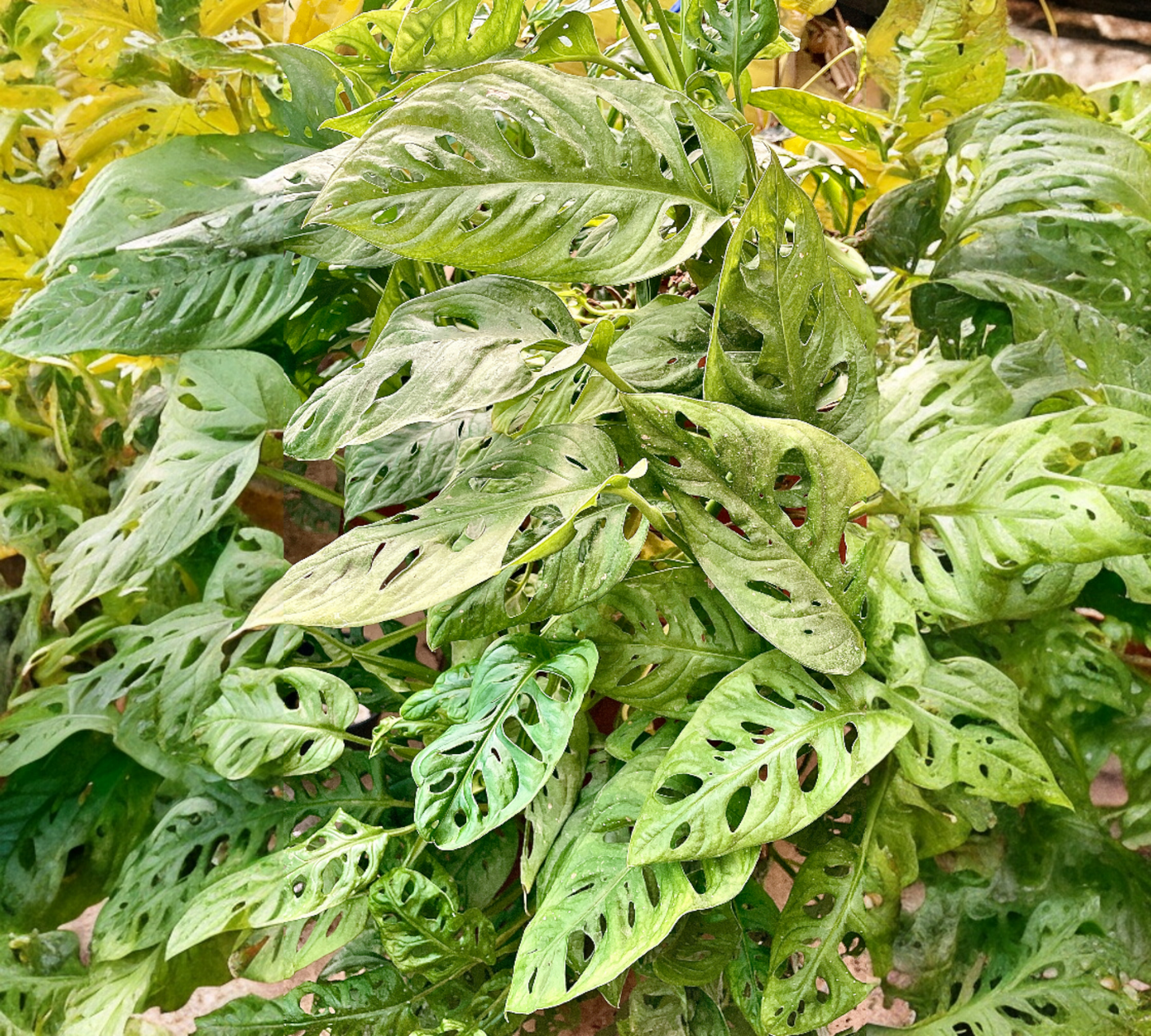 Monstera Adansonii