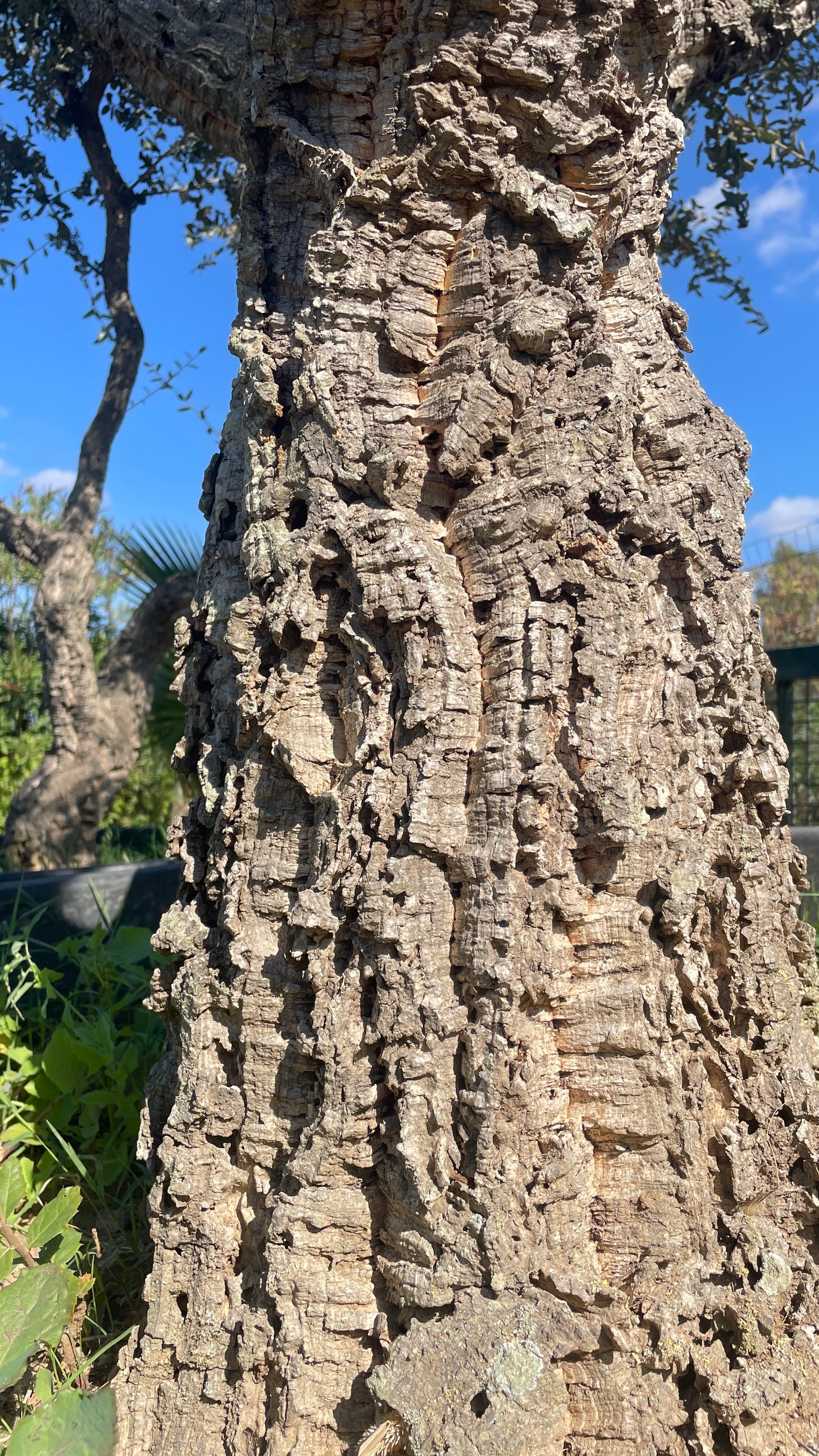 Quercus suber esemplari grandi varie dimensioni