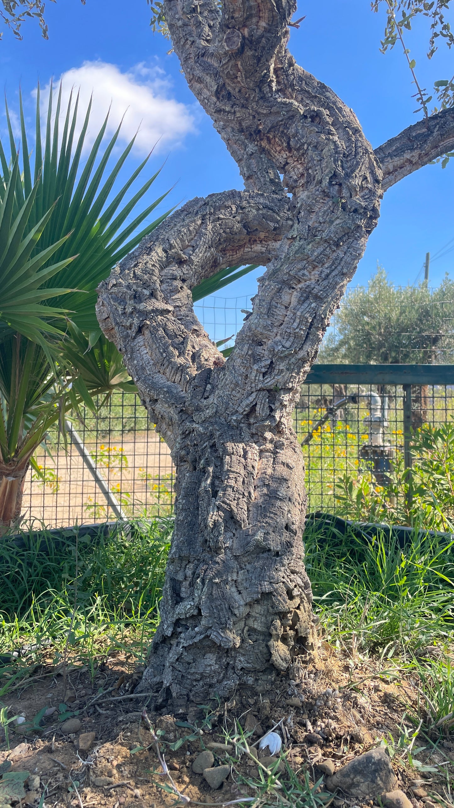 Quercus suber esemplari grandi varie dimensioni