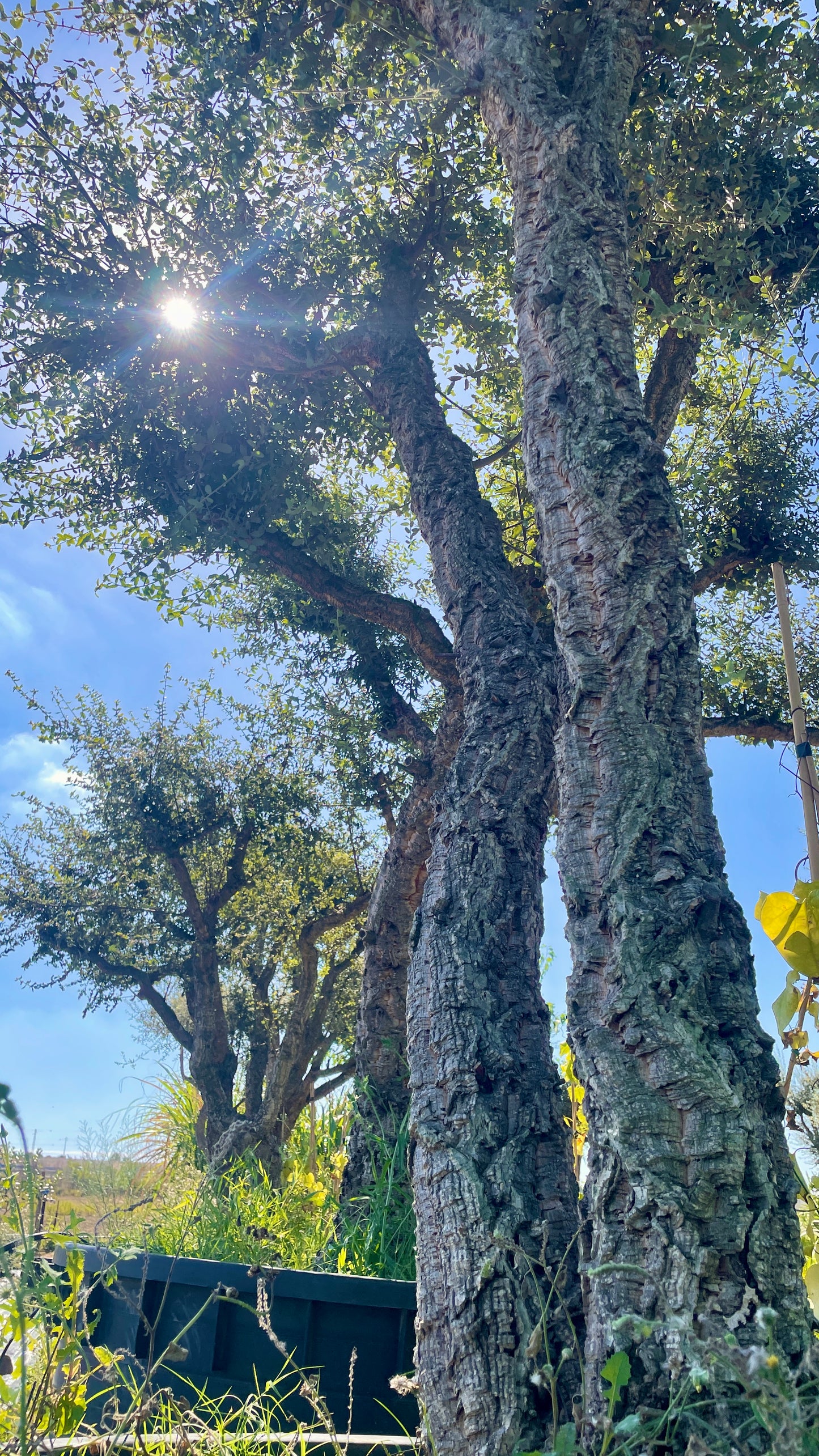 Quercus suber esemplari grandi varie dimensioni