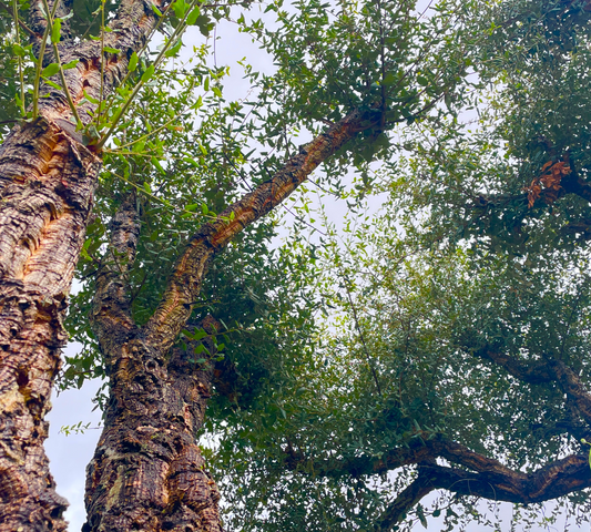 Quercus suber astoni v24 cm