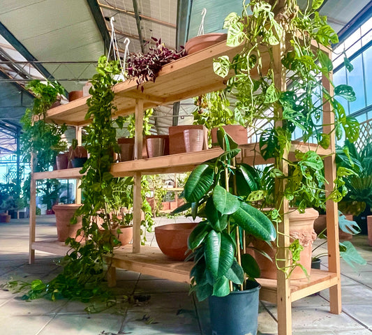 Ficus Robusta 1 pezzo v20 cm