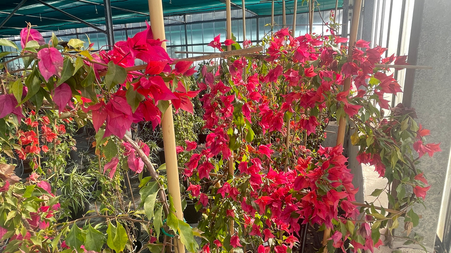 Bougainvillea v30 spaliera