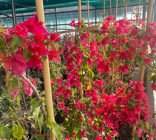 Bougainvillea v30 spaliera