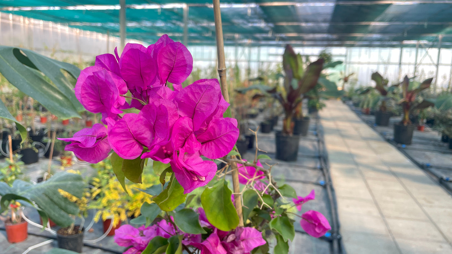 Bougainvillea sanderiana v 20 cm