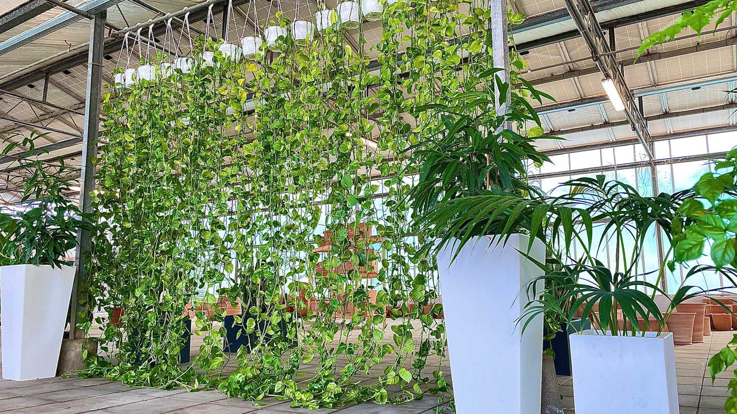 Scindapsus Aureus (Photos)