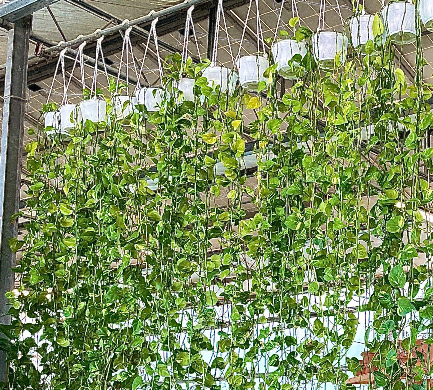 Scindapsus Aureus (Photos)