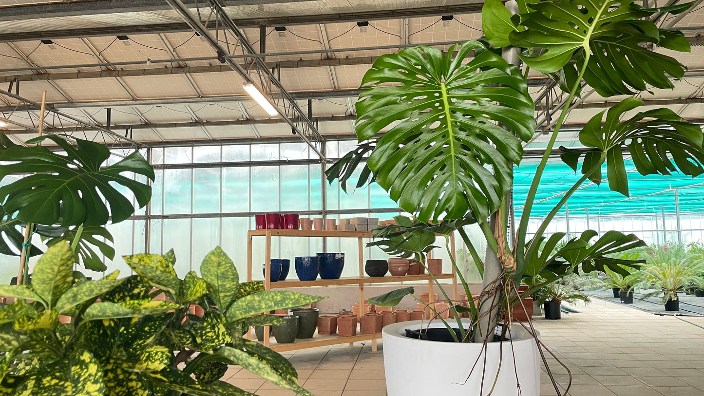 Monstera deliciosa