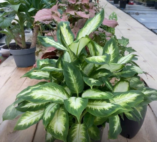 Dieffenbachia camilla v18 cm