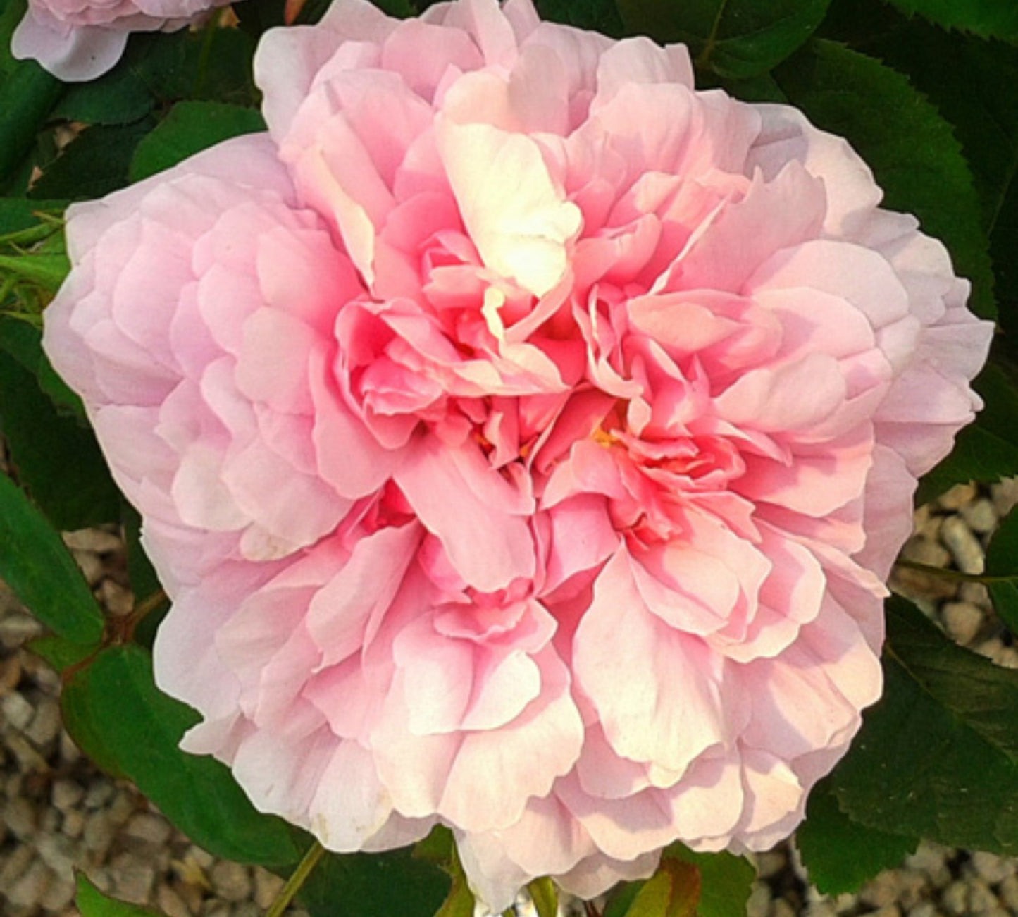 Jacques Cartier v22 cm