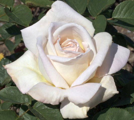 Jardins de Bagatelle v24 cm