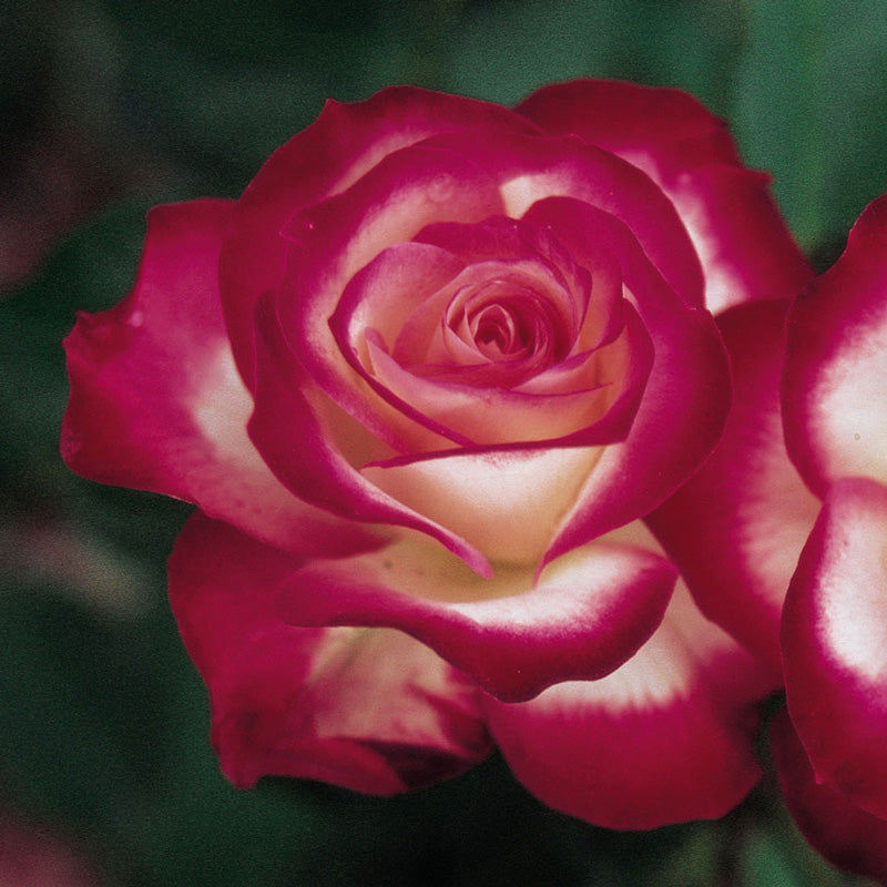 Jubile Prince de Monaco v24 cm