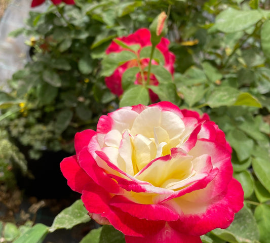 Jubile Prince de Monaco v24 cm