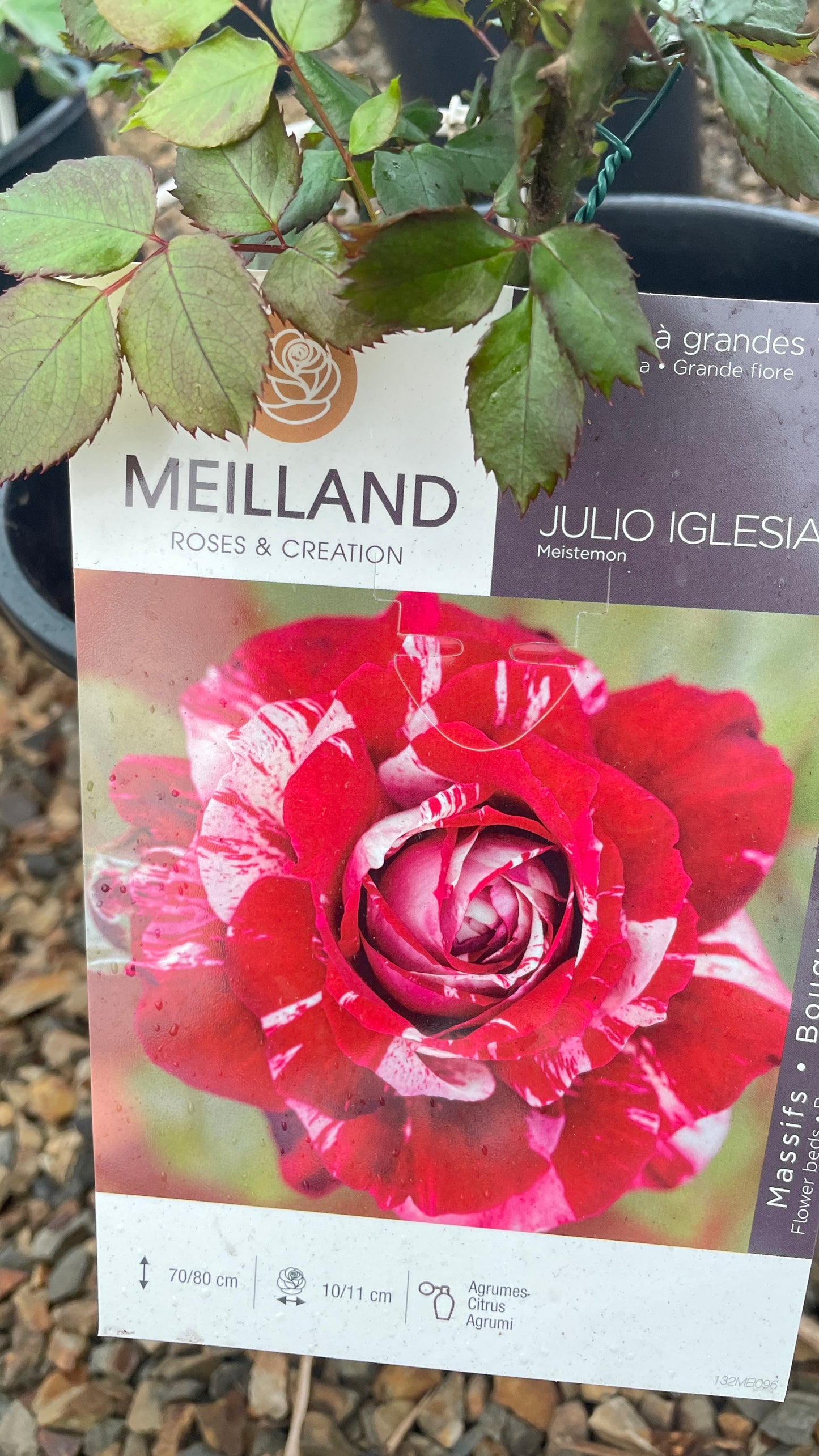 Julio Iglesias Meistemon