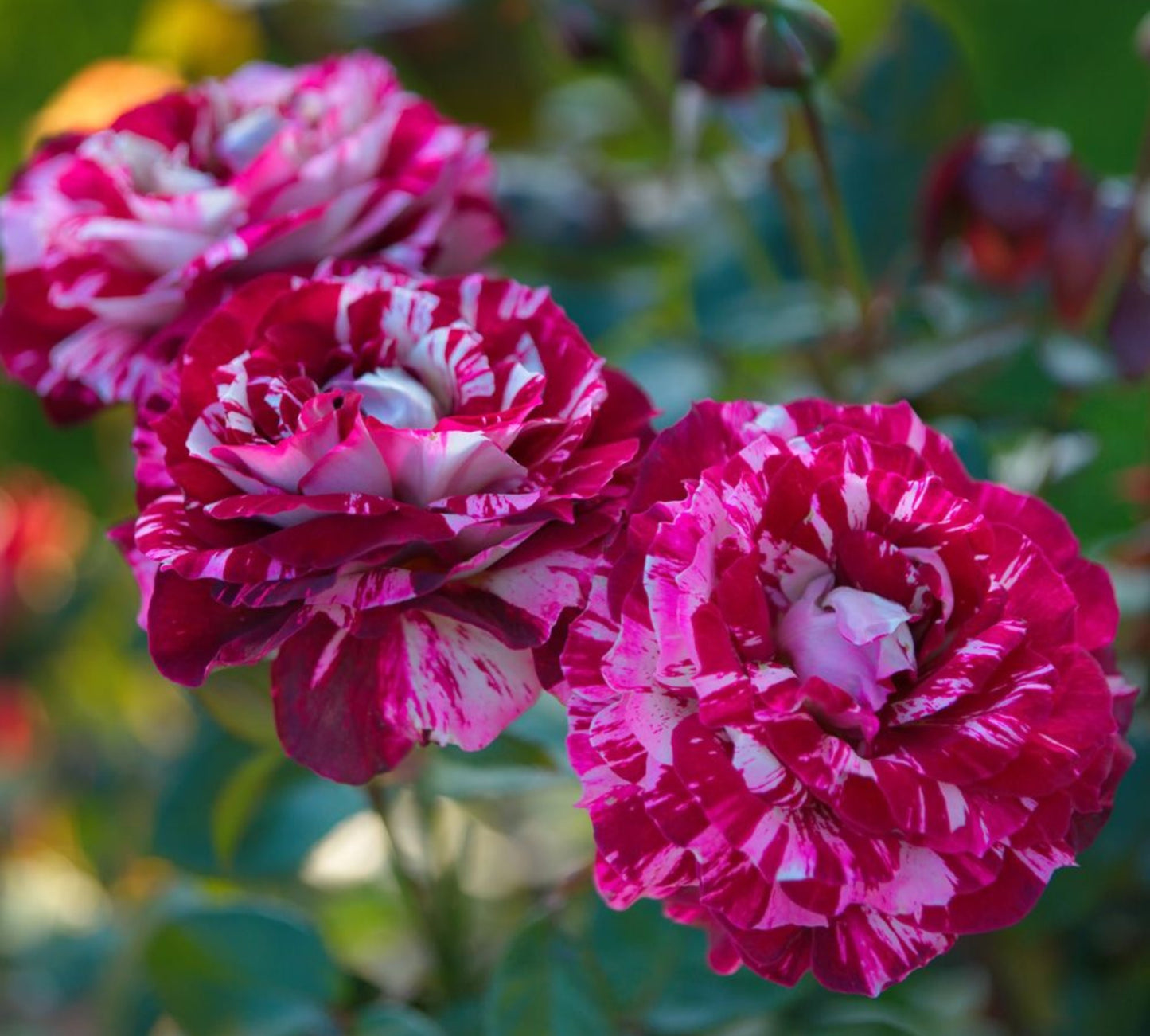 Julio Iglesias Meistemon