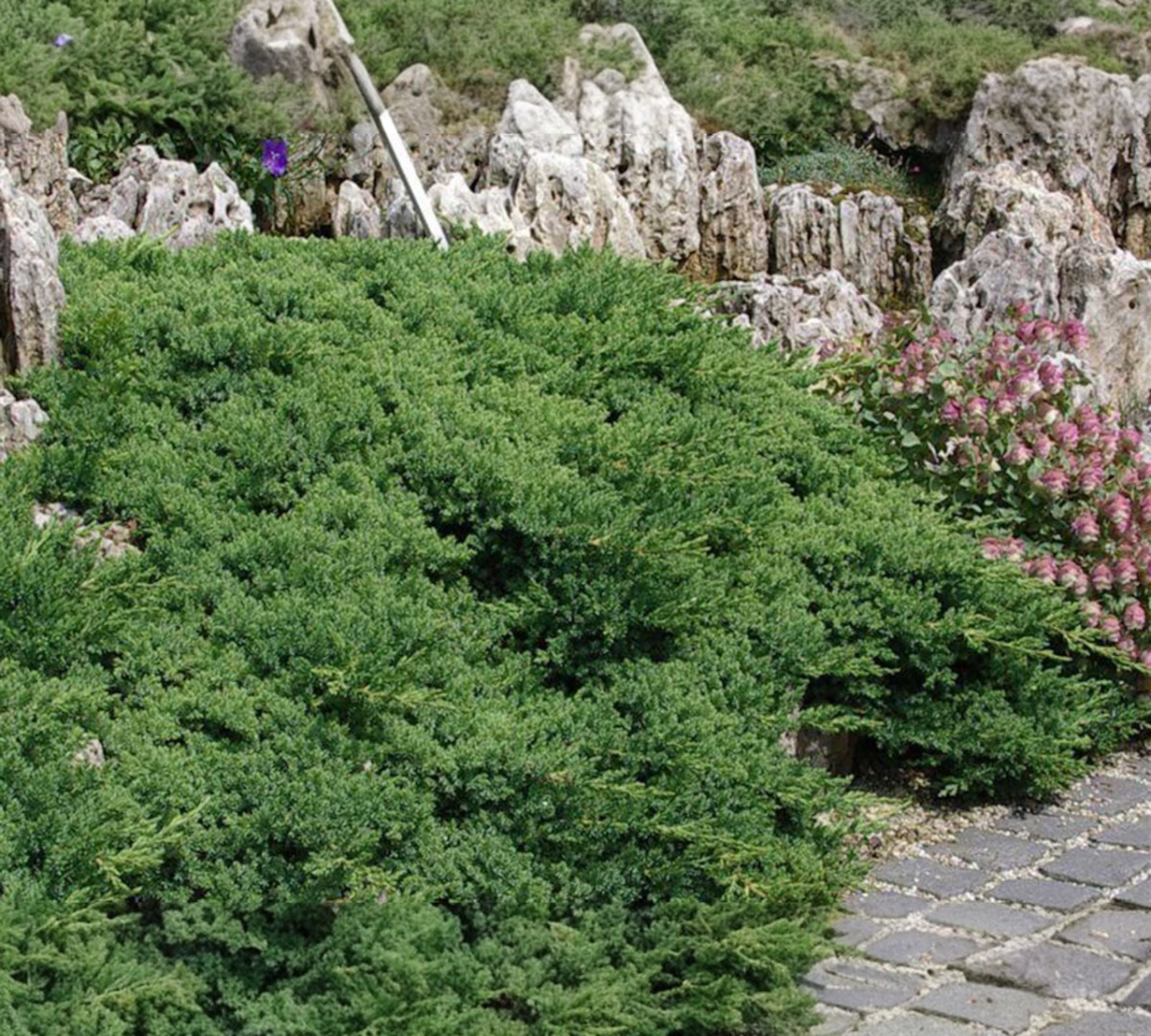 Juniperus Procumbens Nana San Sperate Cagliari - Ginepro Nano - Il ...
