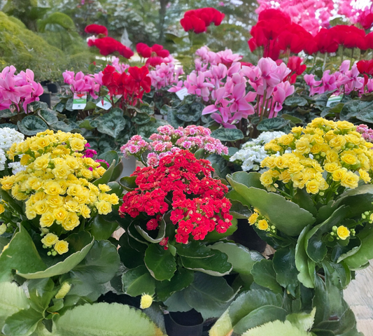 Kalanchoe v12 cm