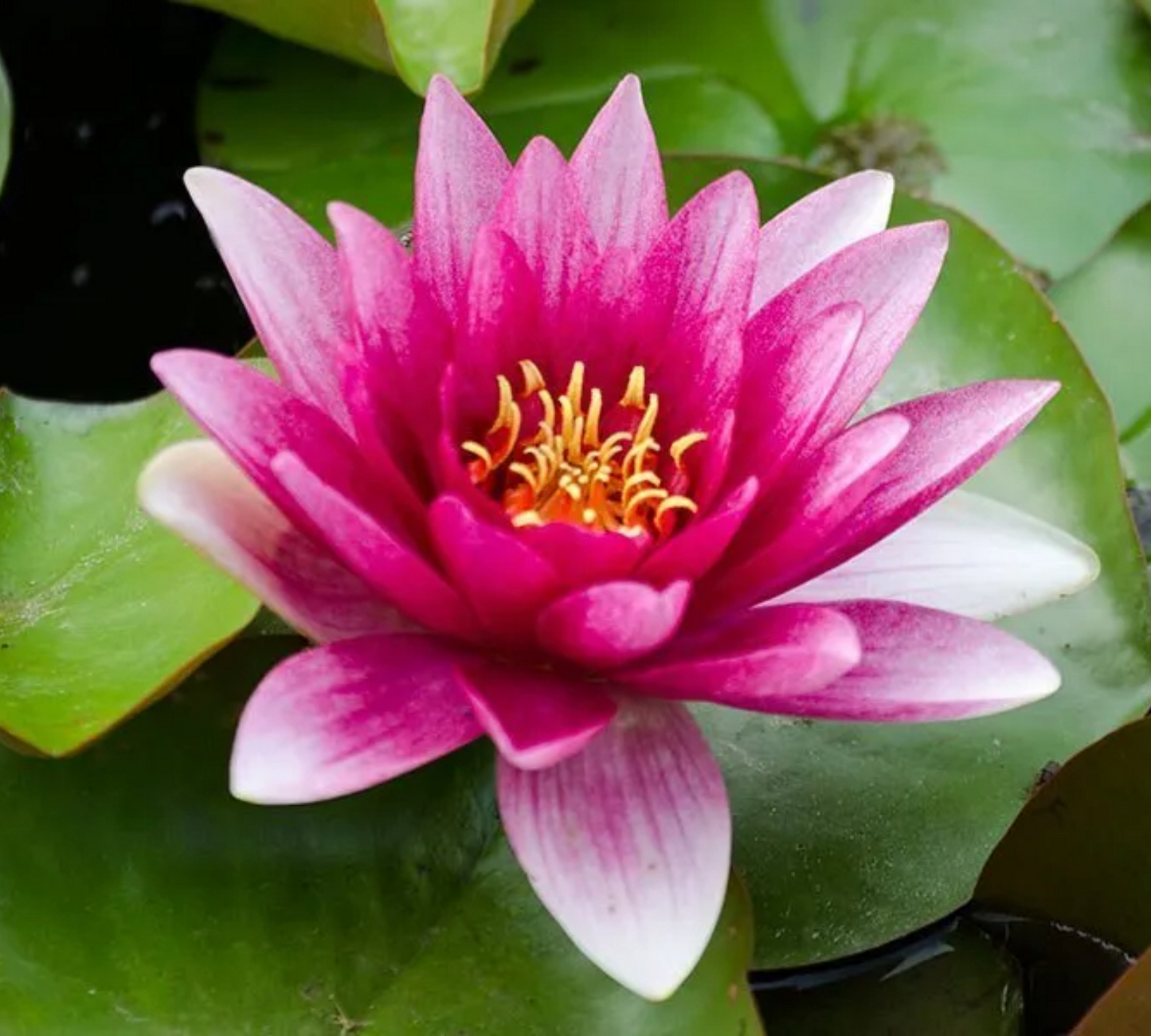 Nymphaea Maurice Laideker Piccola