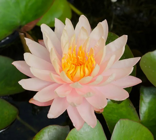 Nymphaea Mangkala Ubol - in produzione