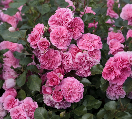 Les Quatre Saisons v20 cm