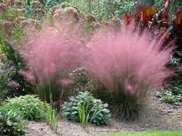 La Muhlenbergia