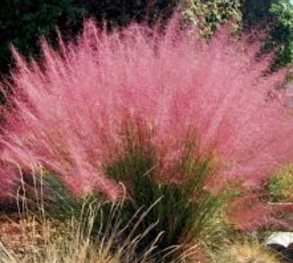 La Muhlenbergia