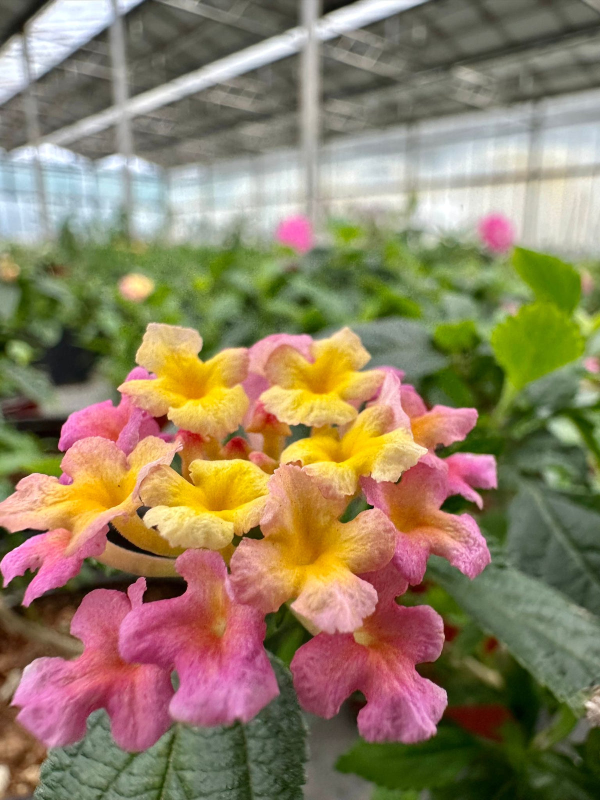 Lantana camara