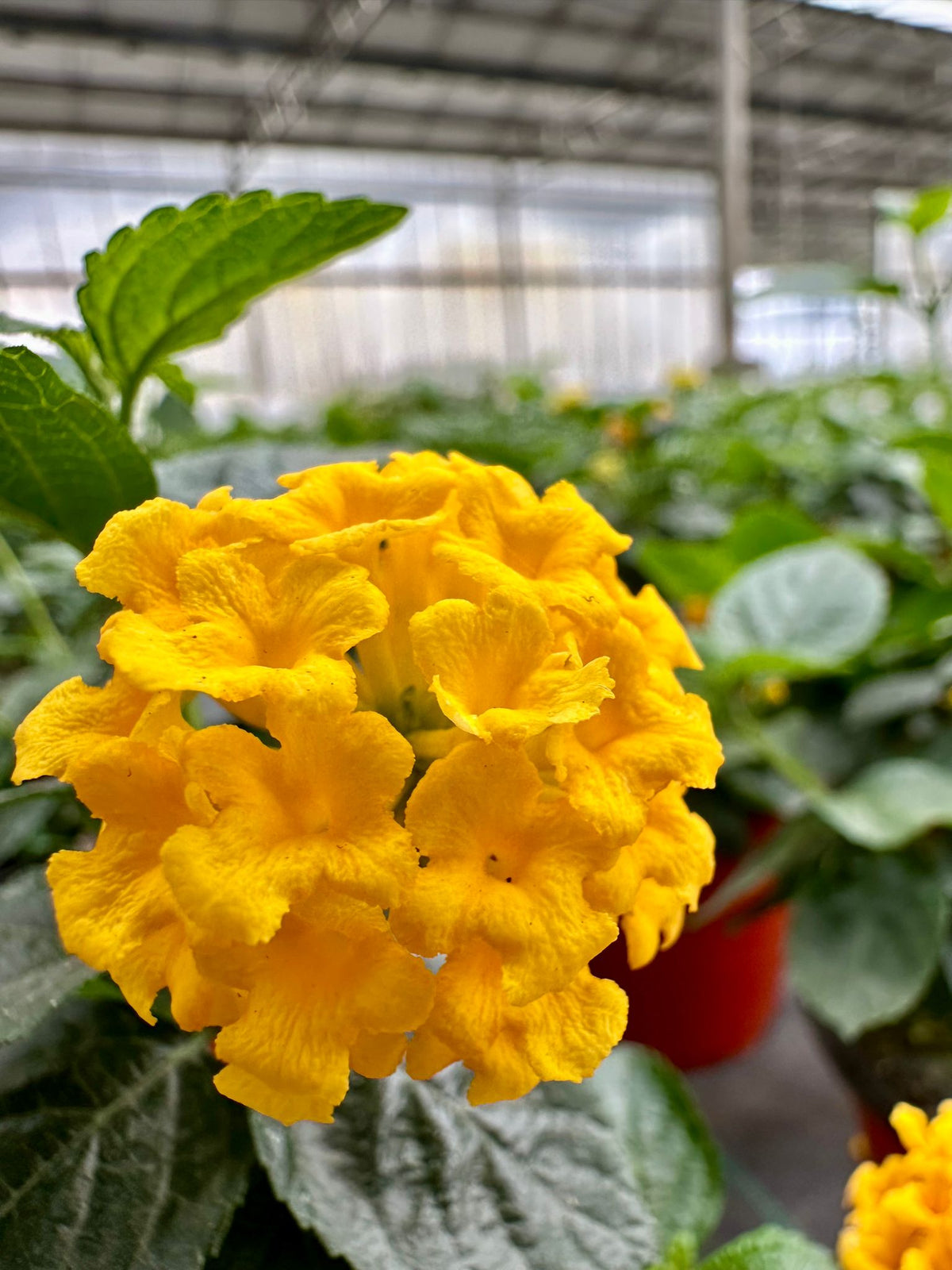 Lantana camara