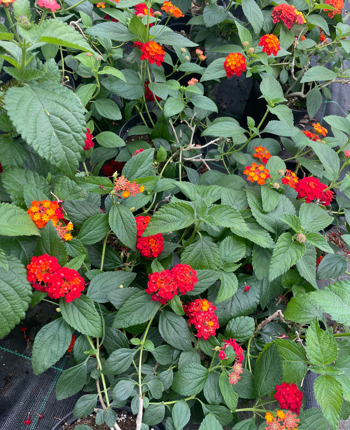 Lantana camara