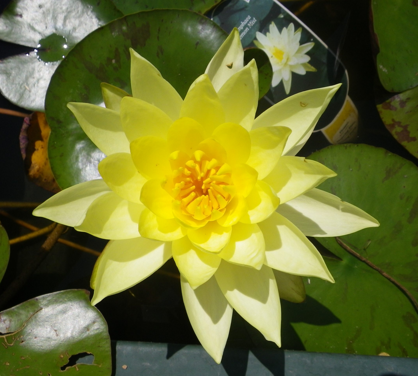 Nymphaea Zitrone Lemon Mjst