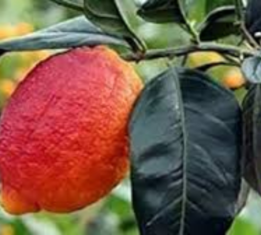 Limone rosso