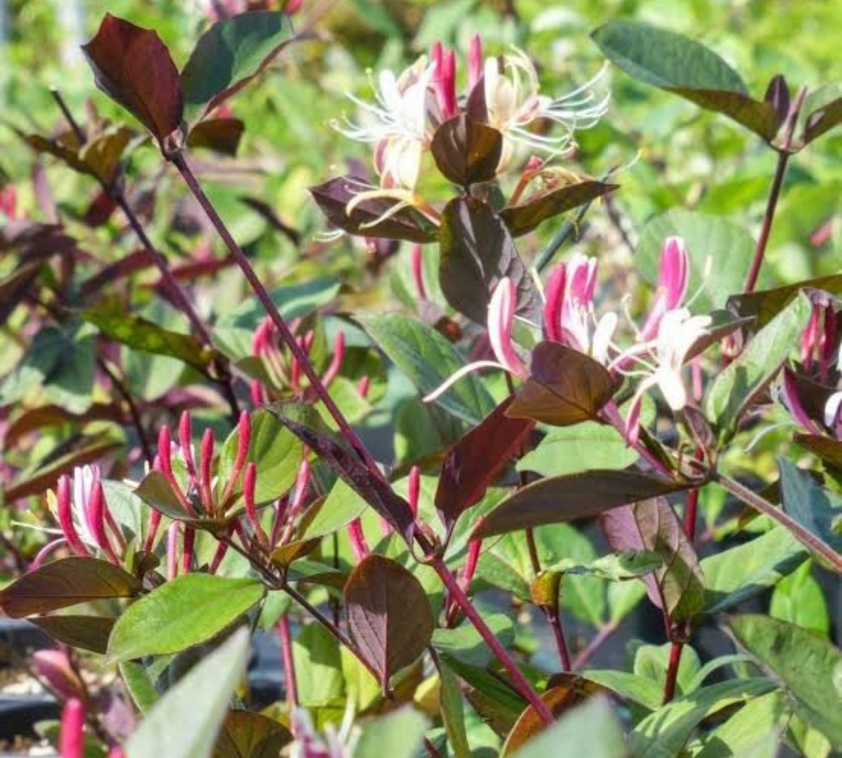 Lonicera japonica, caprifoglio giapponese – 125–150 cm, vaso 4 L