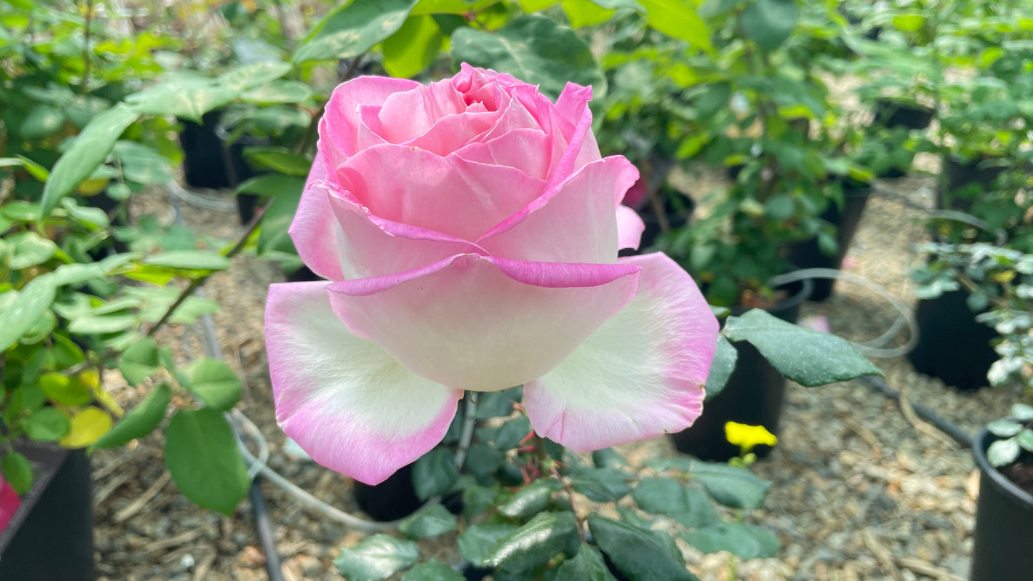 Lyon Lumieres Meivanae