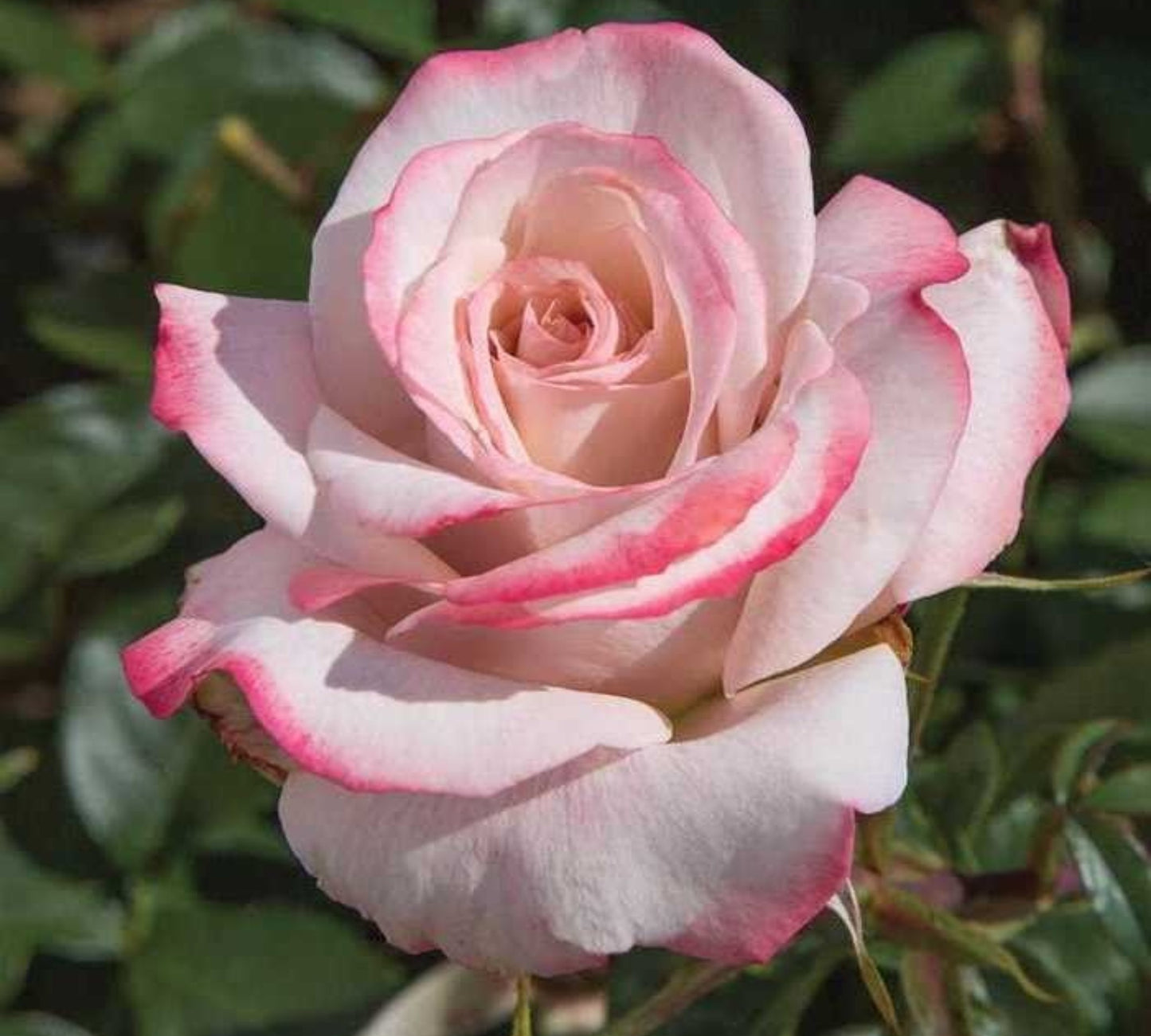 Lyon Lumieres Meivanae