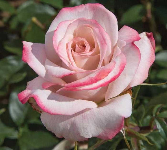 Lyon Lumieres Meivanae