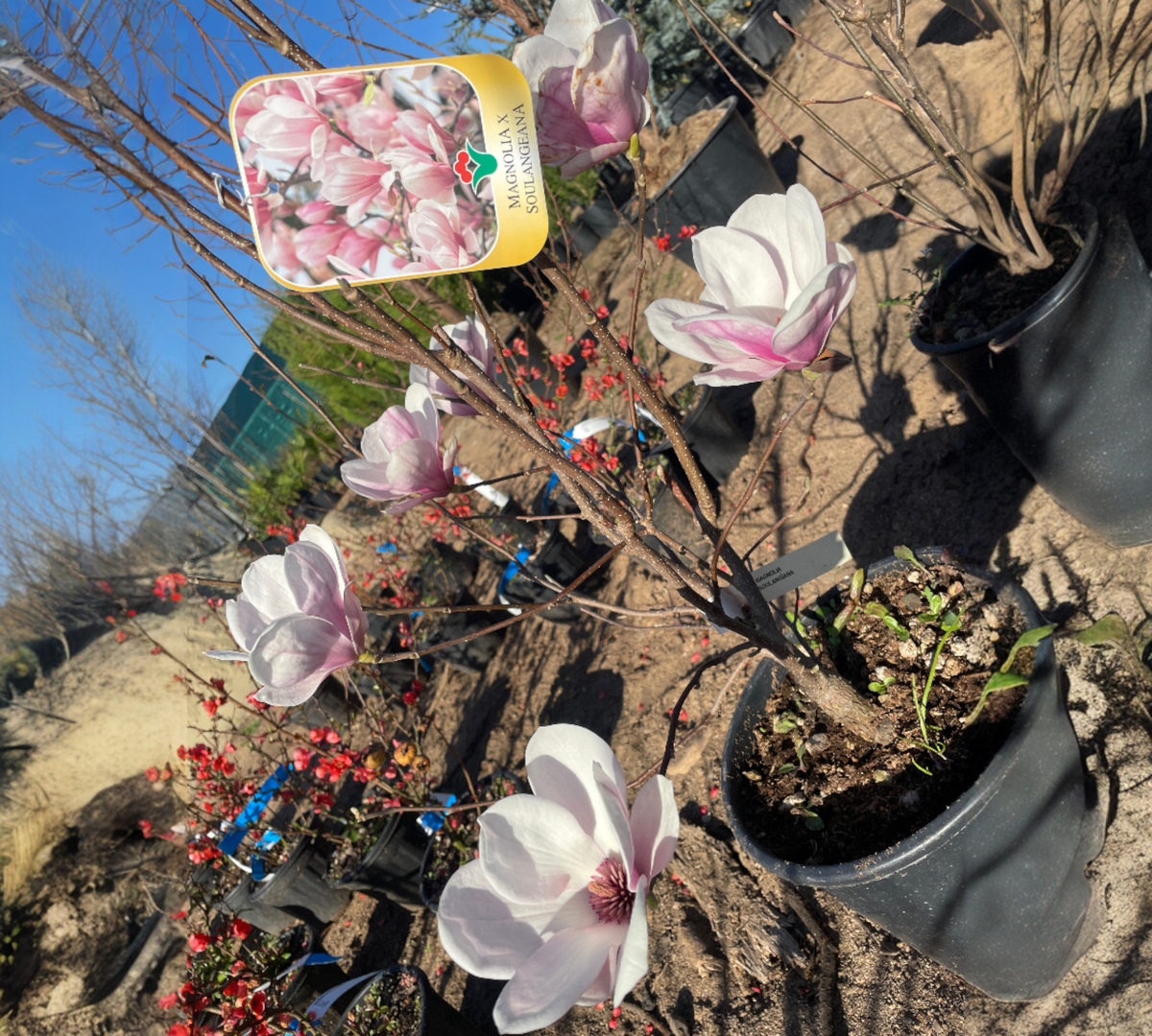 MAGNOLIA Soulageana