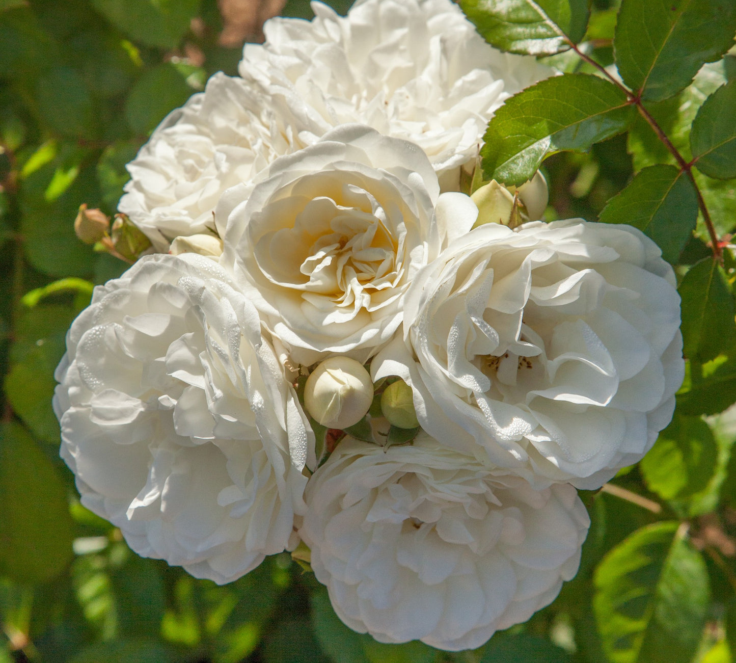 Marina Picasso v20 cm