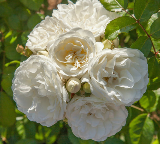 Marina Picasso v20 cm