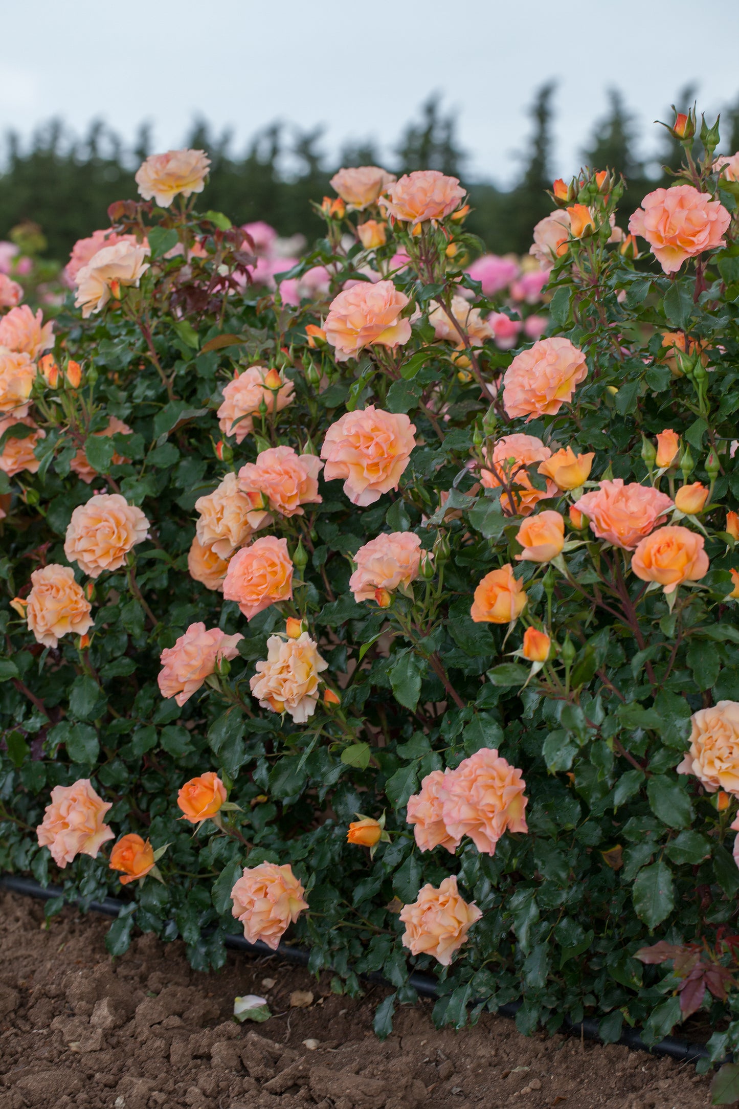 Message D'Espoir v20 cm