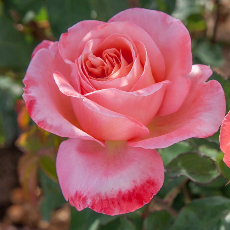 Mademoiselle Meilland v24 cm