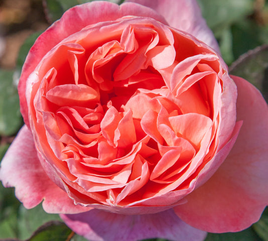 Mademoiselle Meilland v24 cm